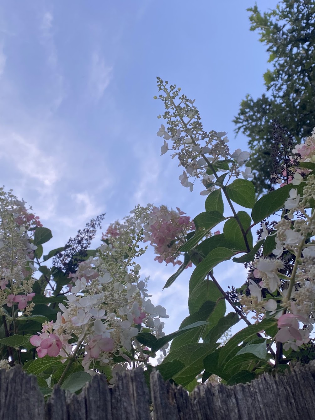 summertime, summertime