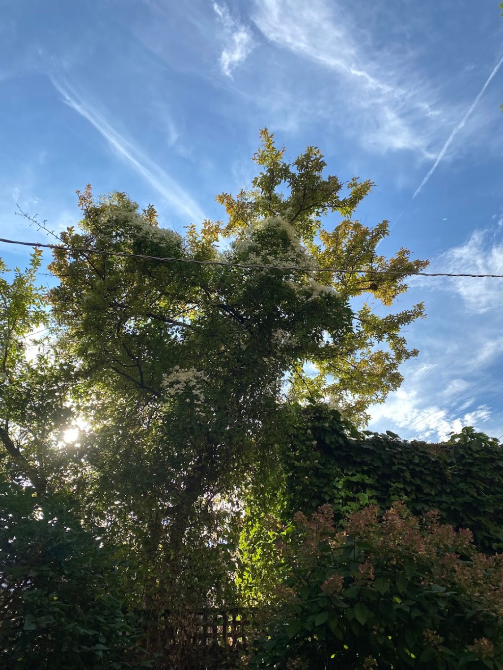 sweet. autumn. clematis.