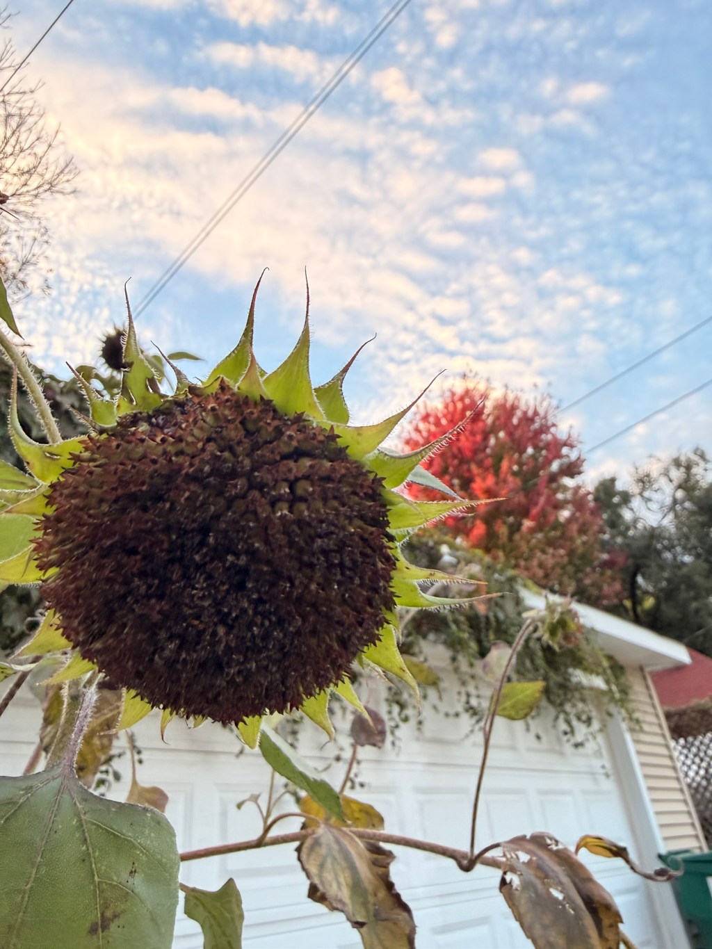 eternal sunflower of the not spotless&nbsp;alley